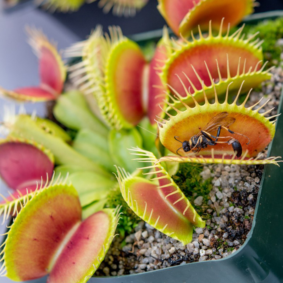 Venus flytraps evolved to avoid trapping their pollinators, Only found in the Carolinas