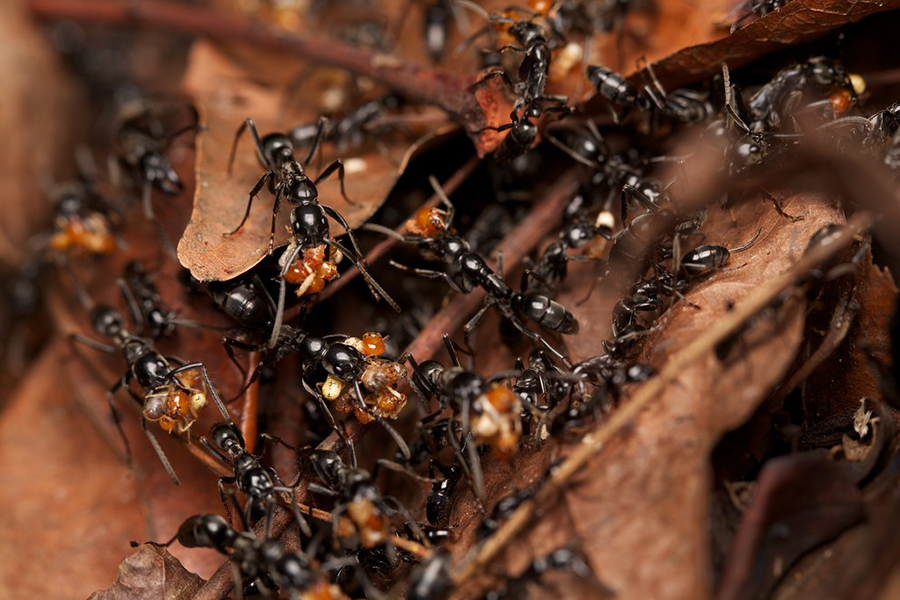 Hunting-animals using their saliva to cure similar, Ants gathering the wounded individuals to treat them