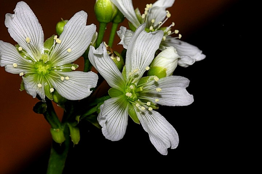 Venus flytraps evolved to avoid trapping their pollinators, Only found in the Carolinas