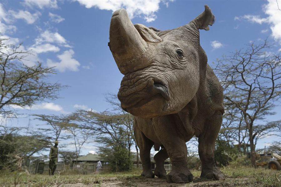 Northern white rhinoceros, Sudan, White rhinoceros, Rhinoceros