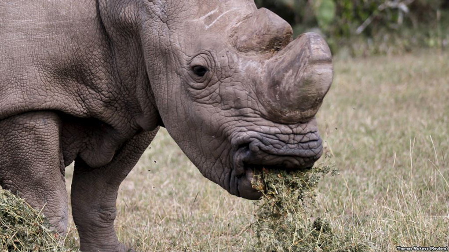 Northern white rhinoceros, Sudan, White rhinoceros, Rhinoceros