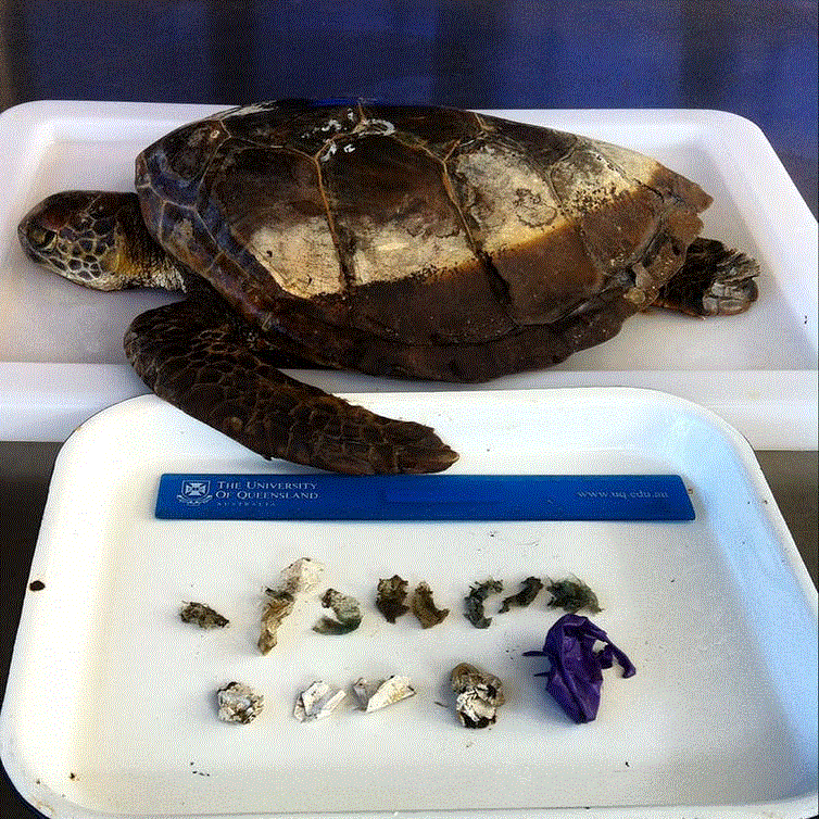 turtle, plastic, research