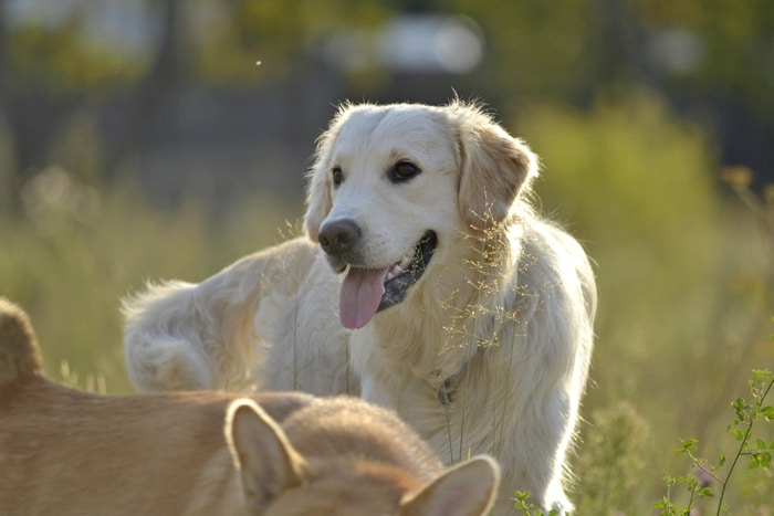 Dogs Playing