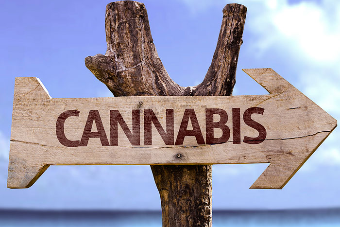 Reasons to Plan a Cannabis Vacation