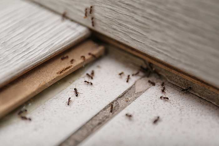 Pest Control Tips: 5 Secrets to Bug Proof Your Home Like a Pro