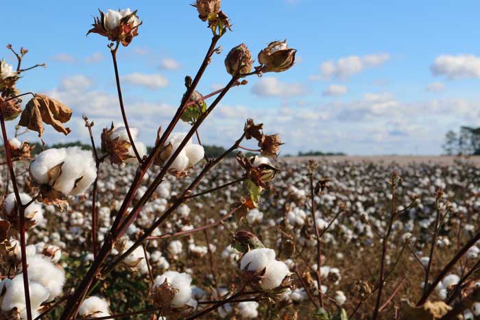 Cotton is Good, but There is Even Better