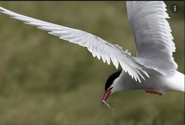 Animals Are Shape-Shifting to Adapt to Warmer Temperatures and Climate Change