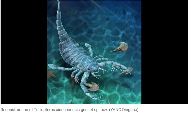 Monster-Sized Scorpion Fossil That Lived 443 Years Ago Found In Seafloor in China