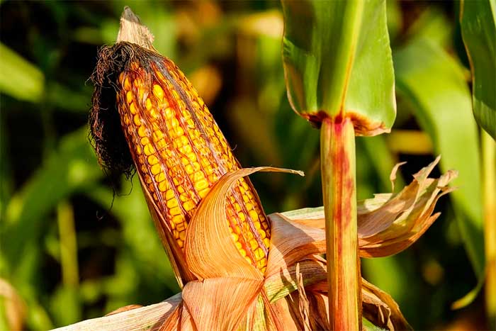 Ways to Increase Crop Yield for Corn Farms