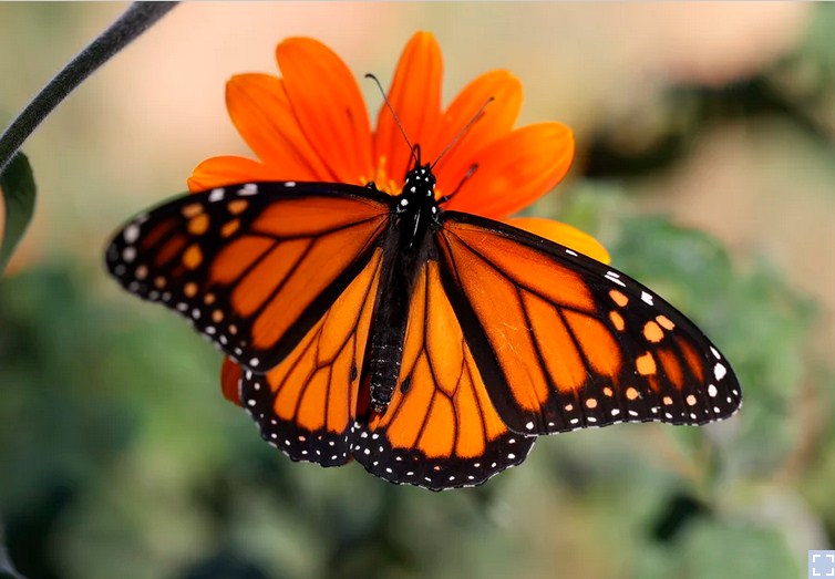 This Year’s Monarch Butterfly Population Rose from 2,000 to 50,000 in California