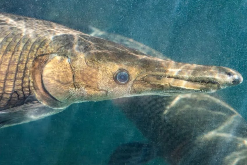 Houston Teens Catch an Alligator Gar That Lived 100 Million Years Ago