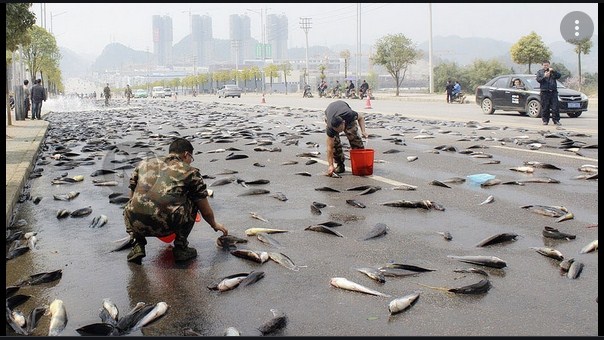 Texas Residents Witness a Bizarre Event As Hundreds of Fish Fell From the Sky