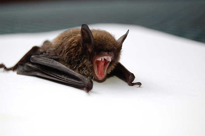 Scientists Discover Russian Bat Virus, Khosta-2, Is Resistant to Vaccines