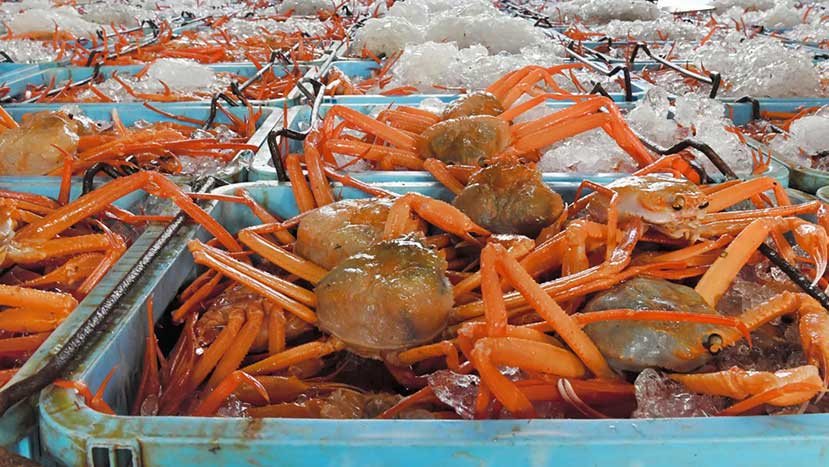 Authorities Cancel Harvesting of Snow Crab in Alaska Due to Declining Populations