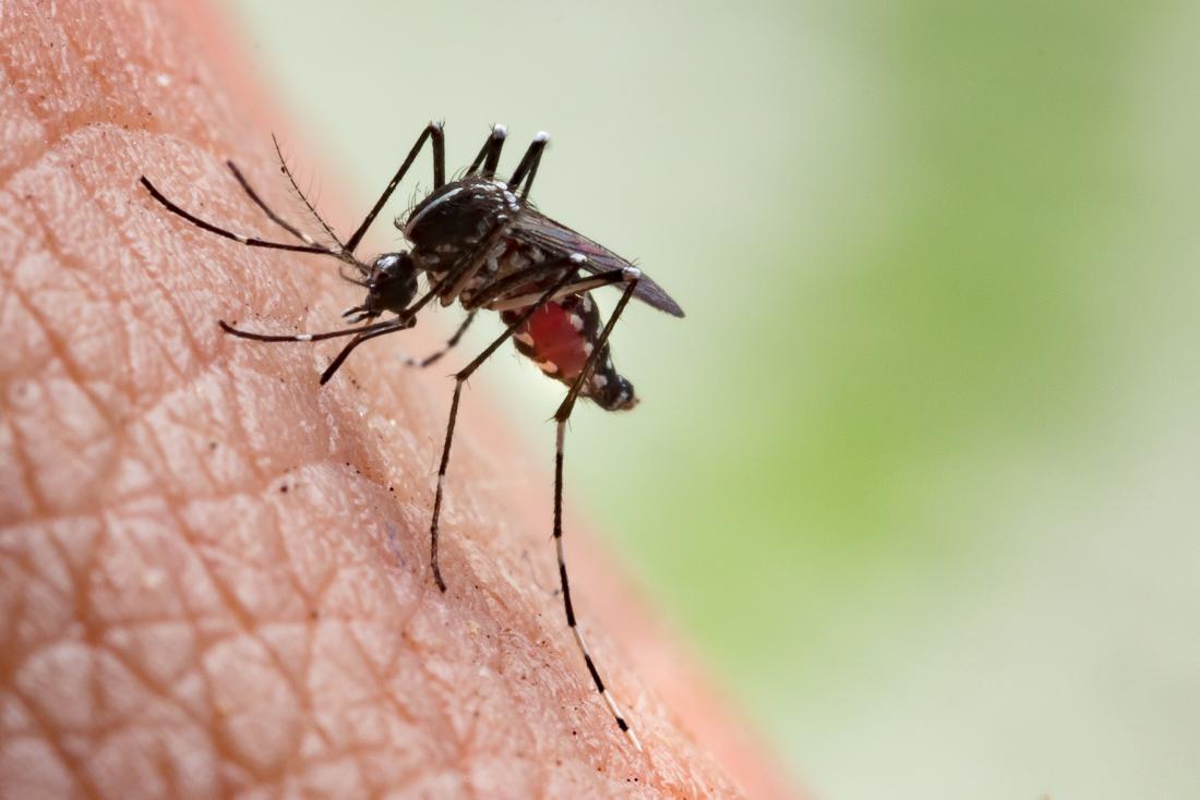 Mosquitoes Zero in on Biting You Because of Your Distinct Body Smell