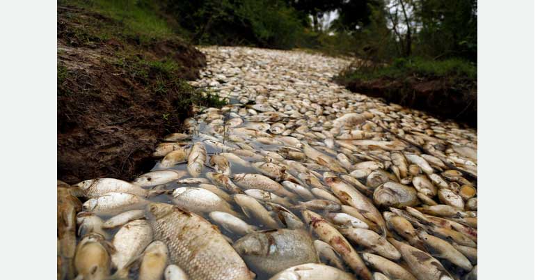 Millions of Rotting Dead Fish Fill Australian Town; Authorities Blame Heatwave