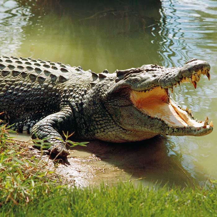 Isolated Crocodile in Costa Rican Zoo Gives Birth without a Male Partner