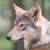 How Dire Wolves Sparked Colossal’s Genetic Engineering Revolution